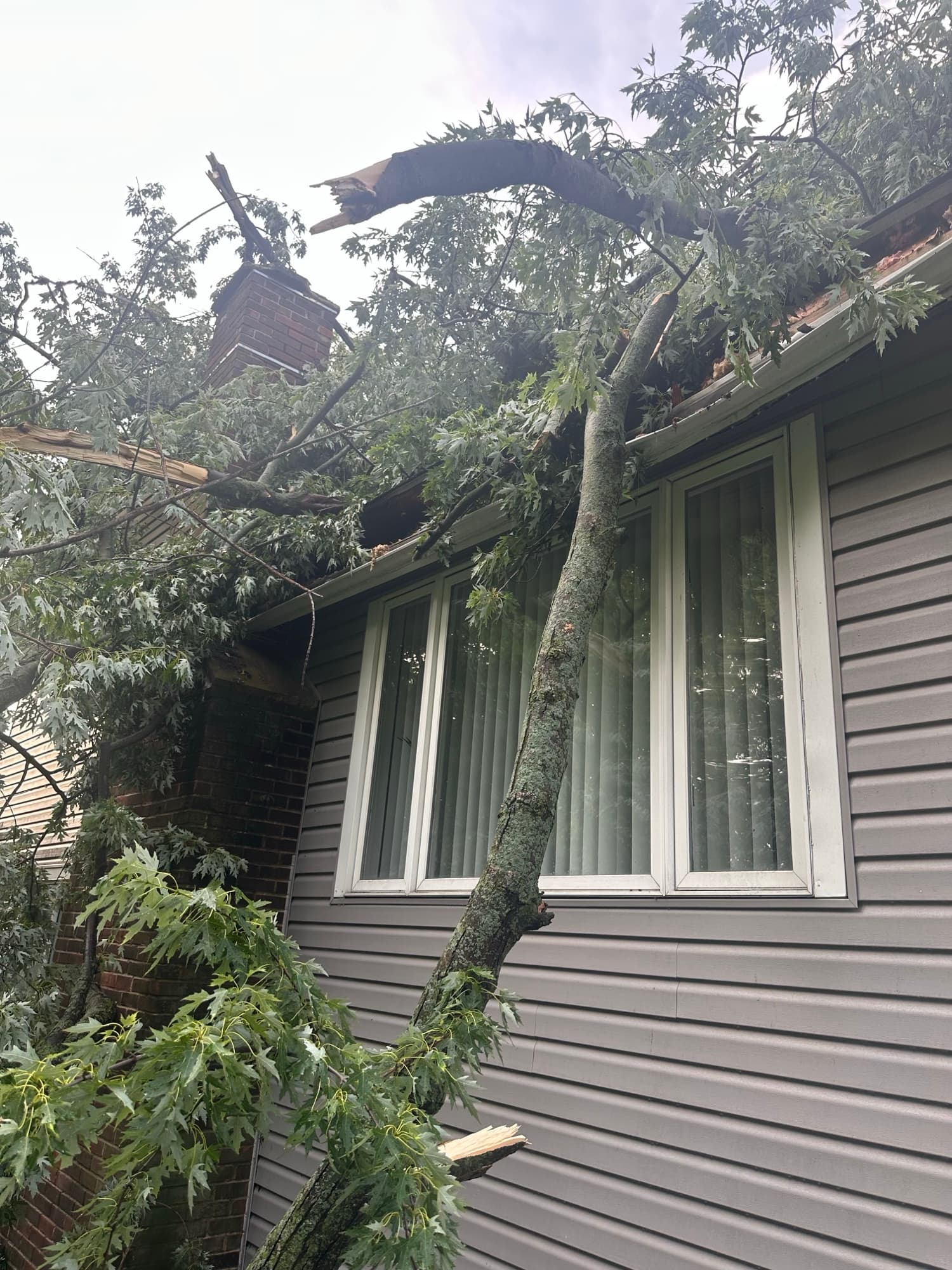 Fallen tree against house siding